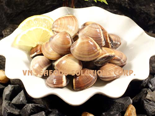 Clam Shell On – VietoceanSeafood